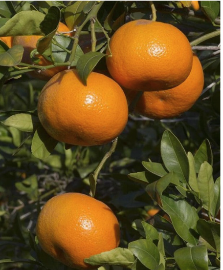 Radiant Skin Benefits of Neroli
