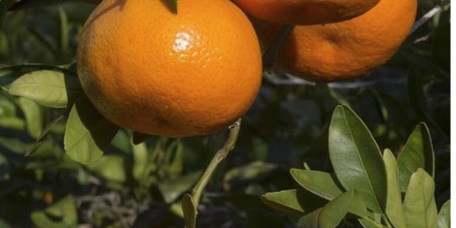 Radiant Skin Benefits of Neroli